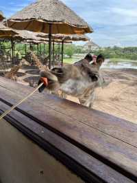 【泰國曼谷】Safari World：動物互動, 絕對好玩！