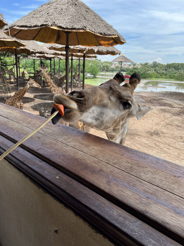 【泰國曼谷】Safari World：動物互動, 絕對好玩！