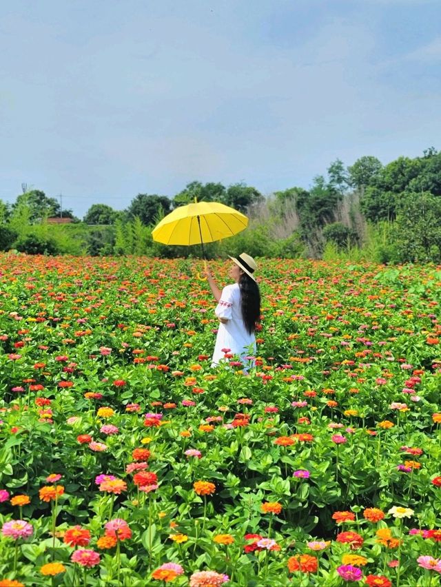 백일홍도 볼 수 있는 함안 해바라기 마을🌻