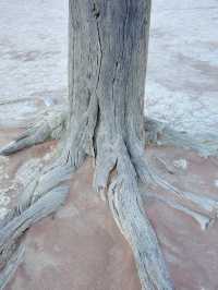 📍 Deadvlei