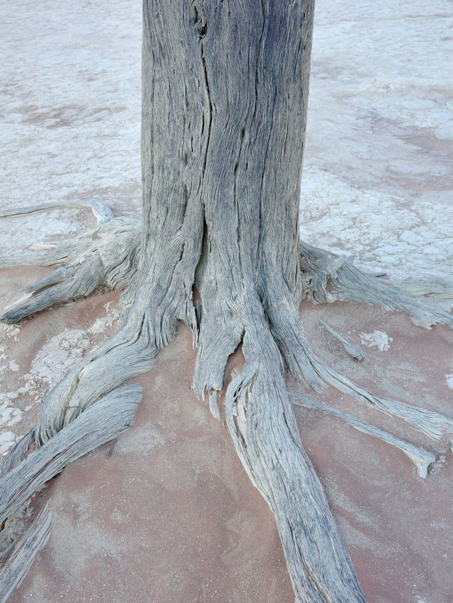 📍 Deadvlei