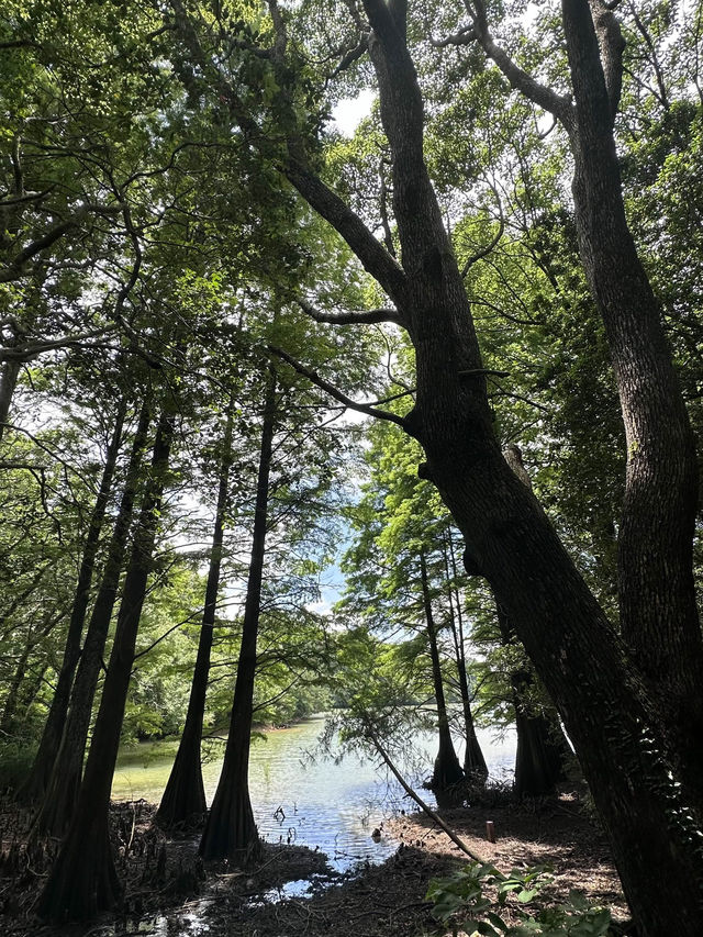 【福岡観光/自然】森林浴