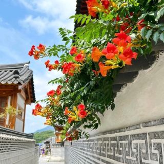 Naksan Park: A Hidden Gem in Seoul! 🌳🏞️