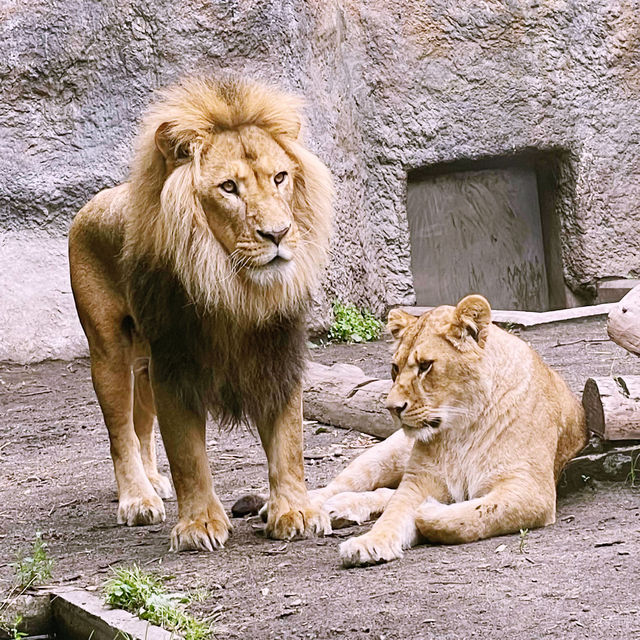 【北海道/旭川　動物達の行動を間近で見られる工夫を凝らした動物園】