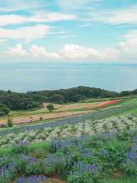 【兵庫】入場無料！淡路島にある絶景のお花畑！