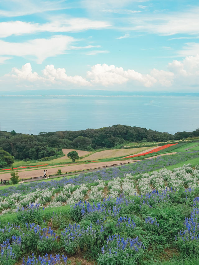 【兵庫】入場無料！淡路島にある絶景のお花畑！