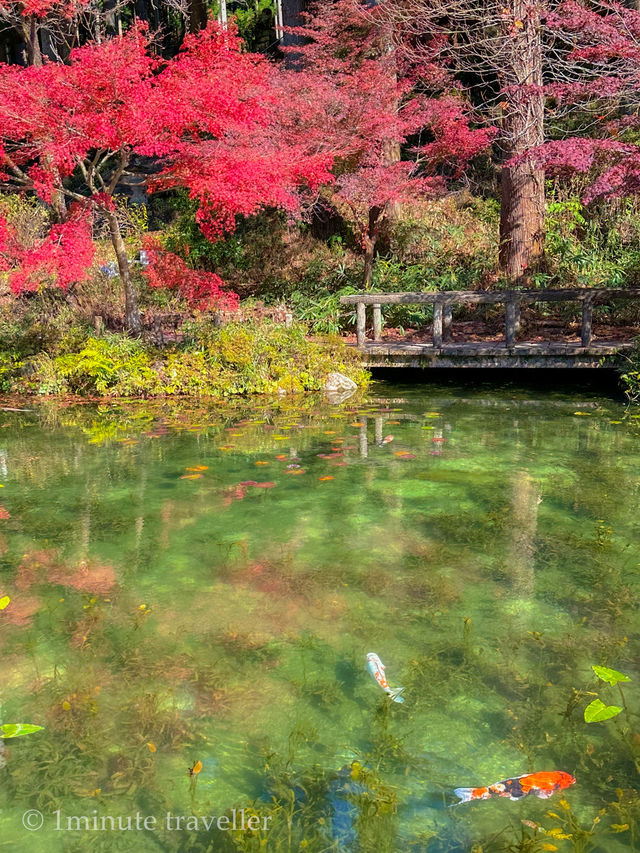 澄んだ水・鯉・紅葉の絶景、モネの池