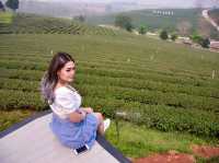 จิบชา ถ่ายรูป ฟิลสีเขียว ไร่ชาฉุยฟง