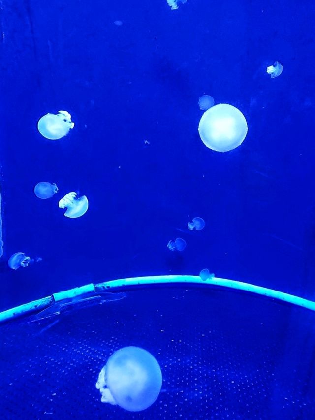𝐁𝐚𝐧𝐠𝐬𝐚𝐞𝐧 𝐀𝐪𝐮𝐚𝐫𝐢𝐮𝐦 🐟🐠