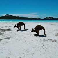 Lucky Bay, lucky kangaroos 