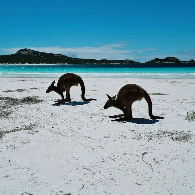 Lucky Bay, lucky kangaroos 