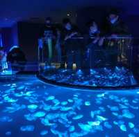 สำรวจโลกใต้น้ำใจกลางโตเกียวที่ Sumida Aquarium 🪼