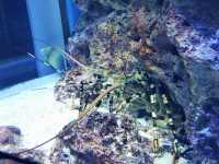 【沖繩美麗海水族館】與鯨鯊玩遊戲