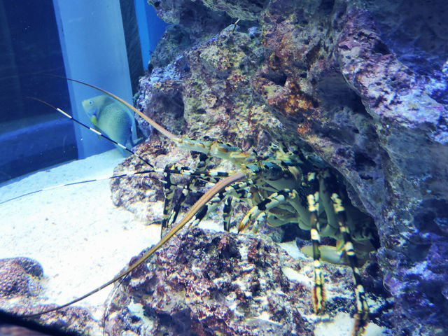 【沖繩美麗海水族館】與鯨鯊玩遊戲