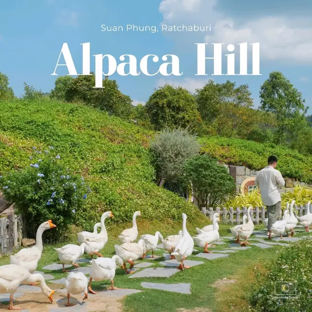 Alpacahill 拉差汶里愛動物人士的天堂