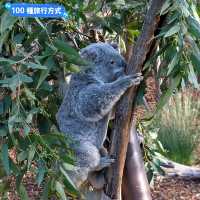 澳洲雪梨-野生動物園與無尾熊合照：Featherdale野生動物園