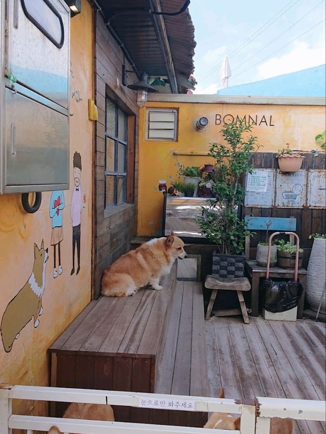 Corgi & Coffee