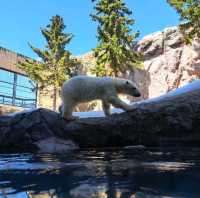 【旭山動物園:北海道旭川市】近くで生き生きとした動物を見ることができる動物園✨
