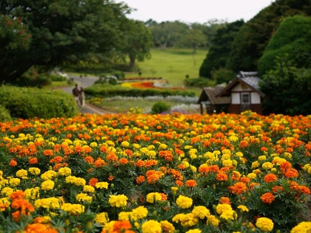 福岡 - 能古島賞萬壽菊及其他花