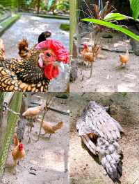 Charming Encounters with Chickens and Small Animals at Deerland Park