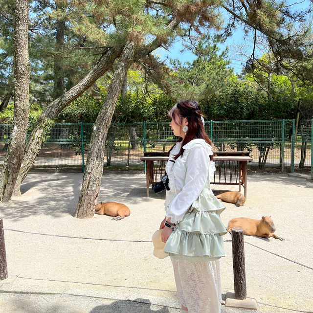 福岡｜ 💙絕美浪漫藍色花海@海之中道海濱公園
