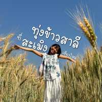 ชมทุ่งข้าวสาลีที่เชียงใหม่🌾