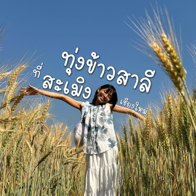 ชมทุ่งข้าวสาลีที่เชียงใหม่🌾