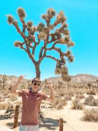 Joshua Tree National Park: A Surreal Desert Experience