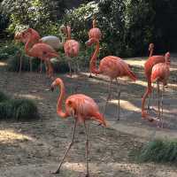 🌎廣州動物園～可愛動物世界🌎