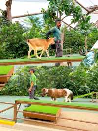 Watching the Wildlife Performances at Singapore Zoo