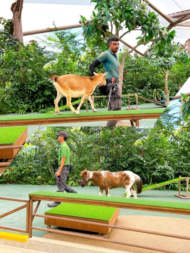 Watching the Wildlife Performances at Singapore Zoo
