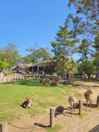 【神の使いがたくさん🦌奈良公園🌲】