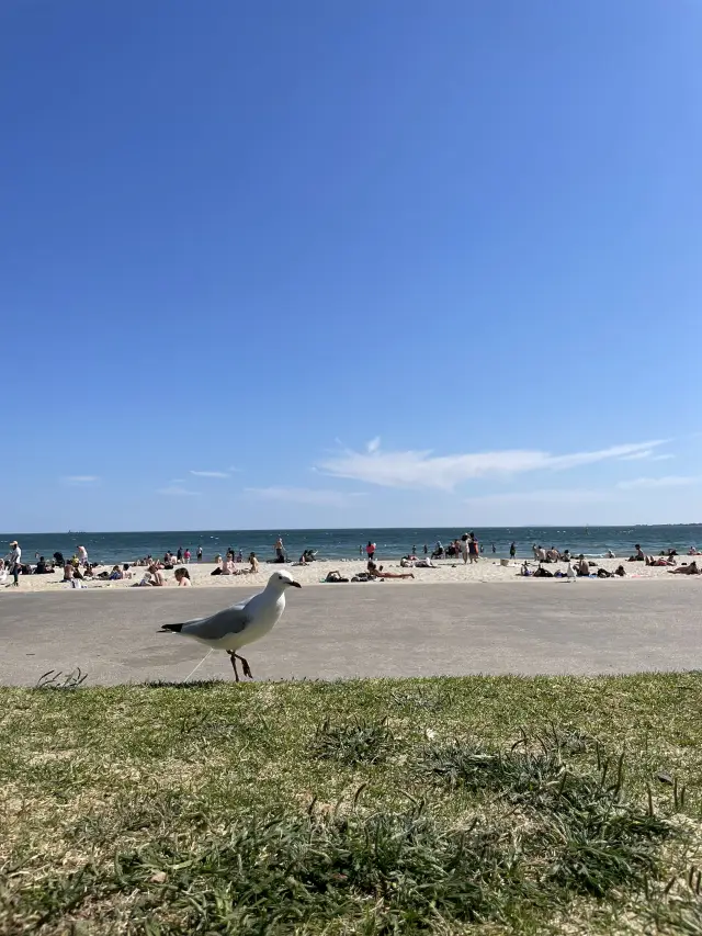 🇦🇺｜セントキルダビーチで楽しむ絶景とリラックスの時間