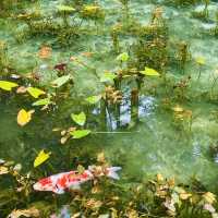 【岐阜】岐阜県関市にあるモネの池🐟