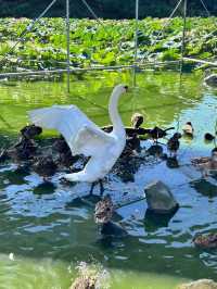 鳥とゼロ距離！！