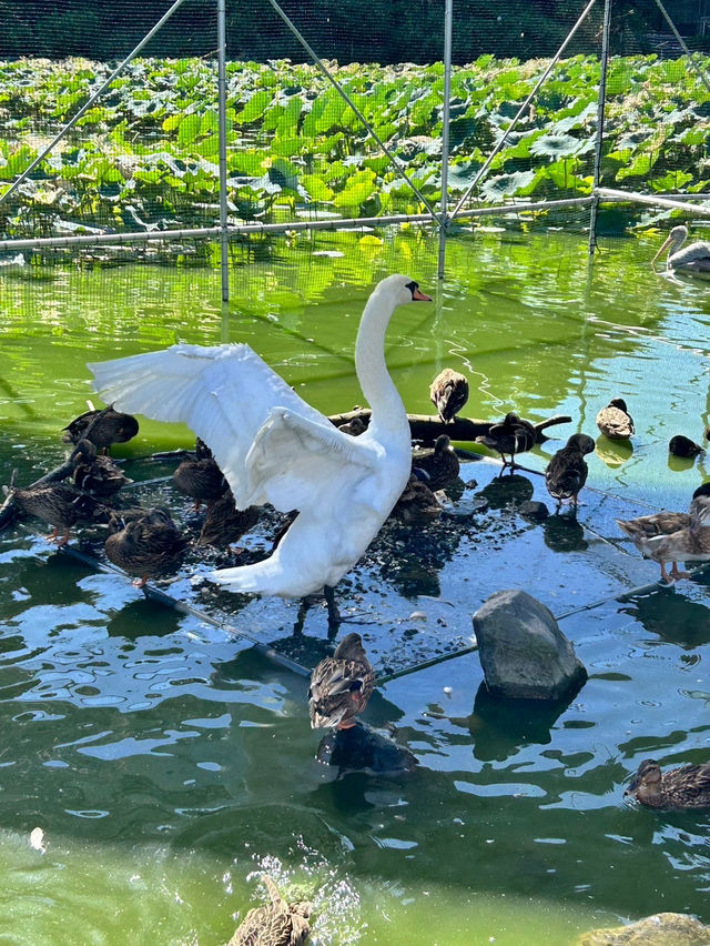 鳥とゼロ距離！！