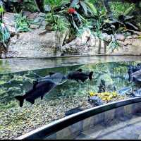 An Enchanting Experience at the Dubai Aquarium