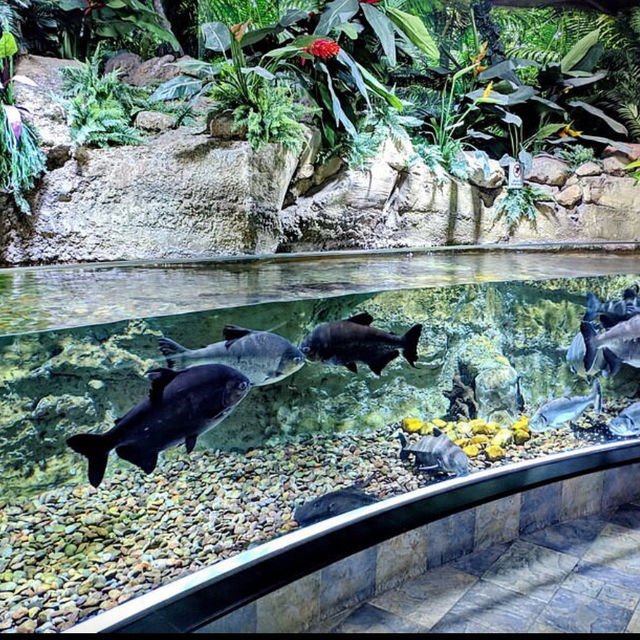 An Enchanting Experience at the Dubai Aquarium