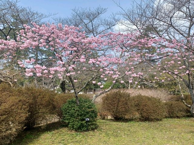 【出雲大社:島根県出雲市】縁結びのご利益で有名な出雲大社⛩️
