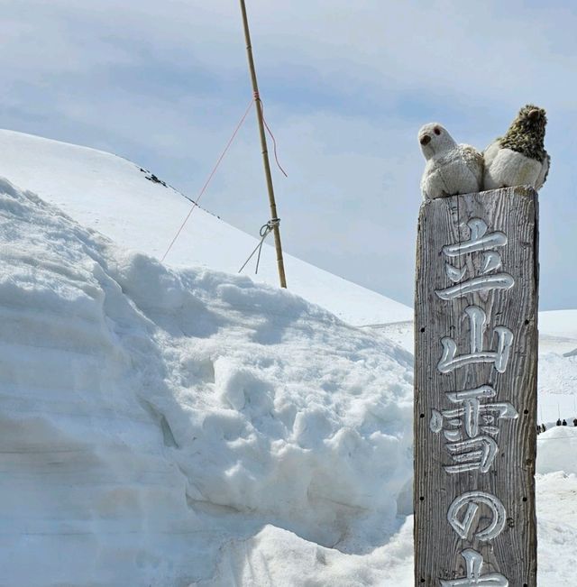 室堂雪之大谷，壯麗雪牆奇景。