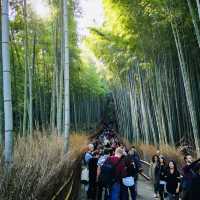 Lost in Arashiyama’s Magical Bamboo Forest!