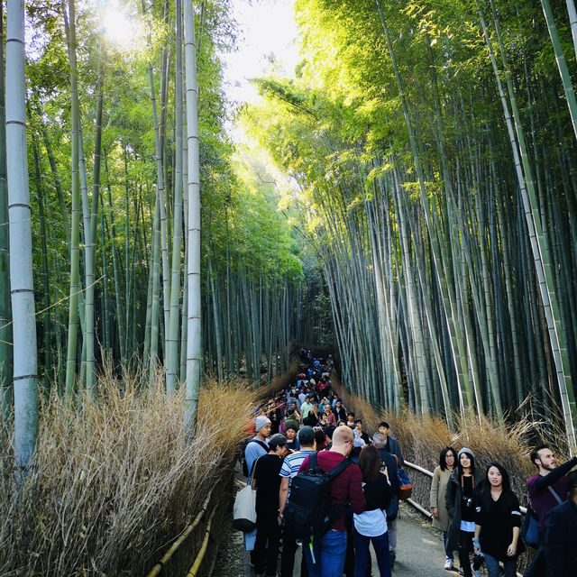 Lost in Arashiyama’s Magical Bamboo Forest!