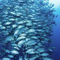 Diving in Philippines