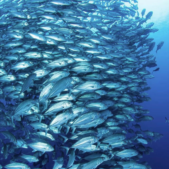 Diving in Philippines