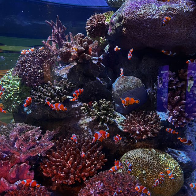 Marine Marvels Await at Sea Life Ocean World, Siam Icon!