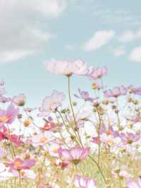 【福井県】東京ドーム4個分のコスモス畑🌼