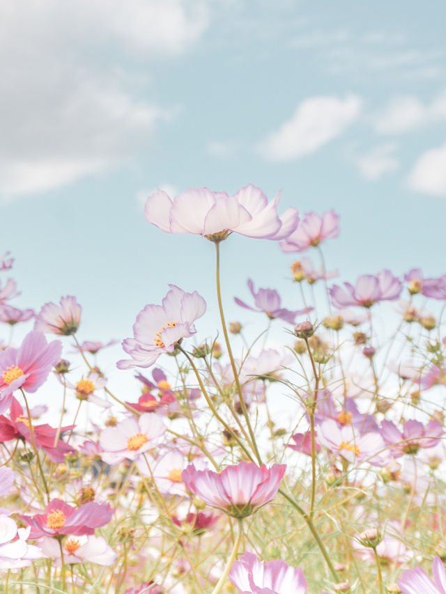 【福井県】東京ドーム4個分のコスモス畑🌼