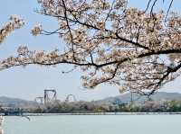 Blossoms and Breeze: The Sakura Magic of Bomun Lake in Spring