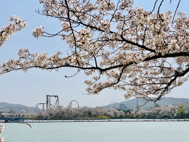 Blossoms and Breeze: The Sakura Magic of Bomun Lake in Spring