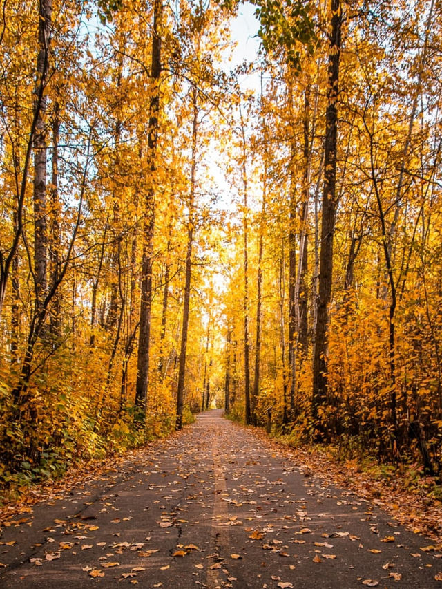 City Guide to Edmonton, Alberta 🫶🏽